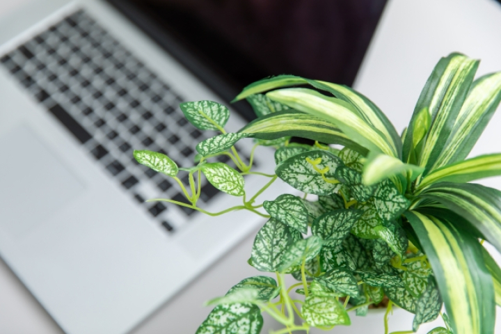 バイオフィリックデザインとは？オフィス導入の効果と事例を解説